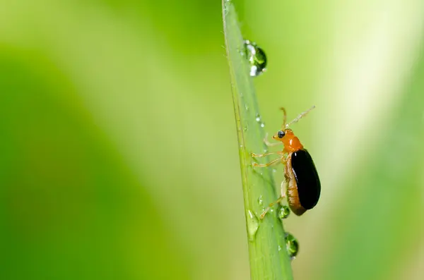 Orange beetle in green nature — Stock Photo, Image