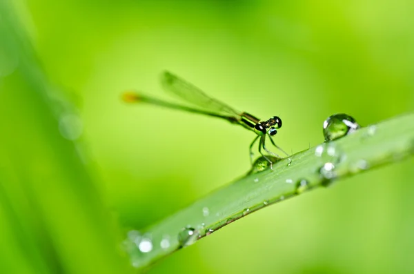 Libélula ou pequena libélula — Fotografia de Stock