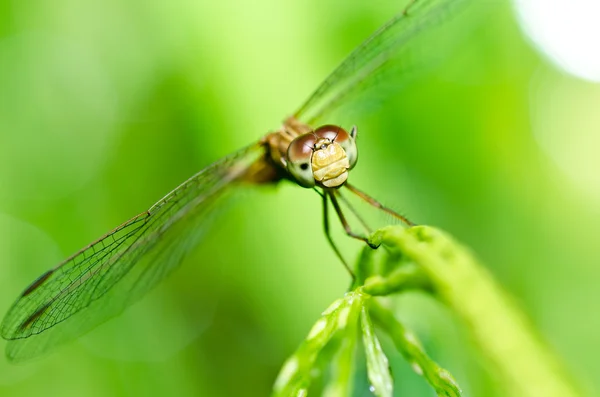 在花园中的蜻蜓 — 图库照片