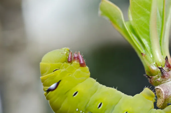 Verme na natureza verde — Fotografia de Stock