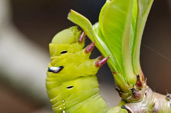 Gusano en la naturaleza verde —  Fotos de Stock