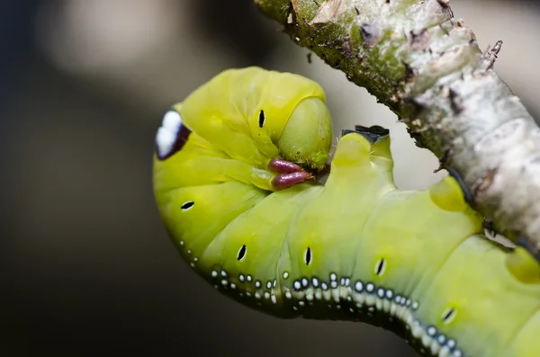 Wurm in grüner Natur — Stockfoto