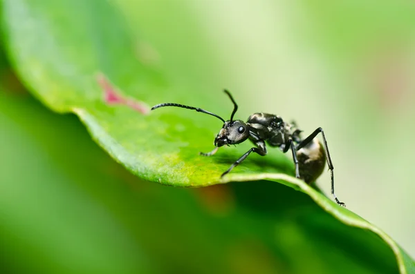 Černý mravenec v zeleni — Stock fotografie