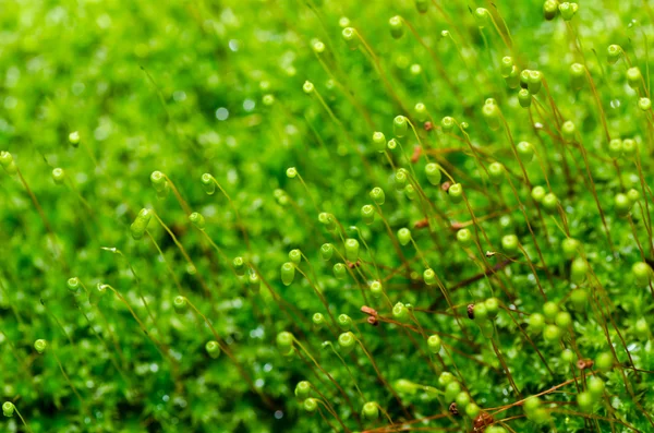 Taze moss yeşil doğa — Stok fotoğraf