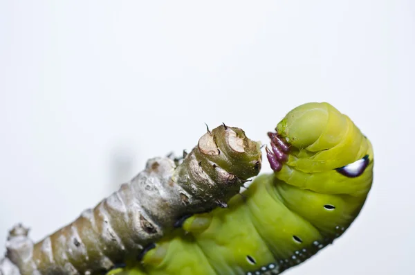 Červ v zeleni — Stock fotografie
