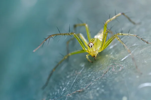 绿色自然的长腿蜘蛛 — 图库照片