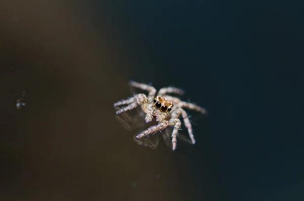 Jumping αράχνη στο πράσινο της φύσης — Φωτογραφία Αρχείου