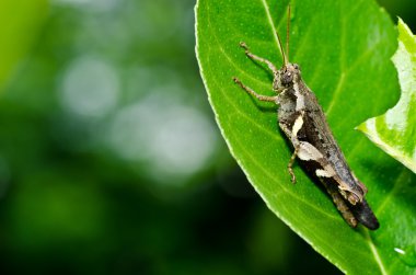 Grasshopper in green nature