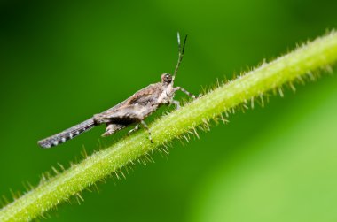 Grasshopper in green nature