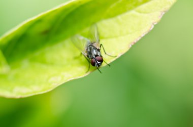 Yeşil doğada fly