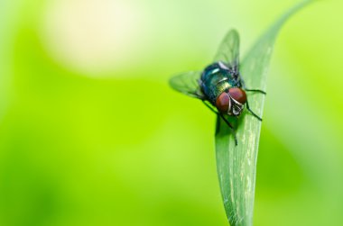 Yeşil doğada fly