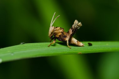 Grasshopper in green nature