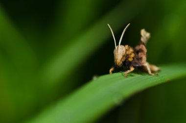 Grasshopper in green nature