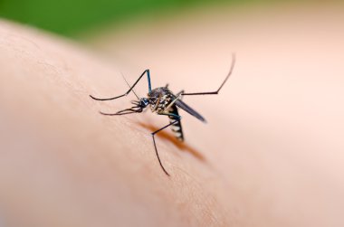 doğada sivrisinek