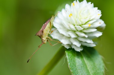 Hemiptera yeşil doğa