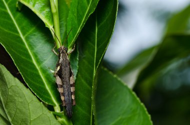 Grasshopper in green nature