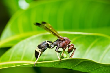 Wasp yeşil doğa veya Bahçe