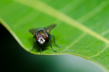 Yeşil doğada fly