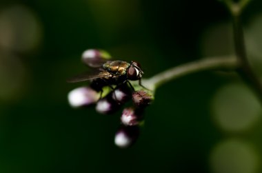 Yeşil doğada fly