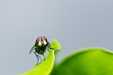 Yeşil doğada fly