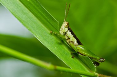 Grasshopper in green nature