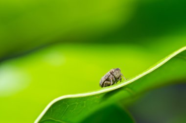 Aphid insect in green nature clipart