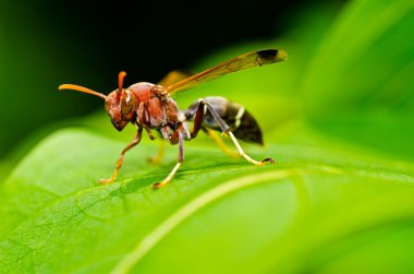 Wasp yeşil doğa veya Bahçe