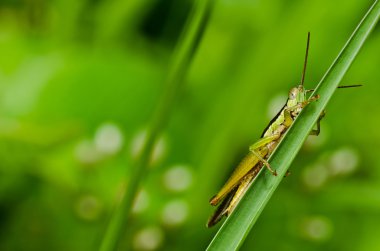 Grasshopper in green nature