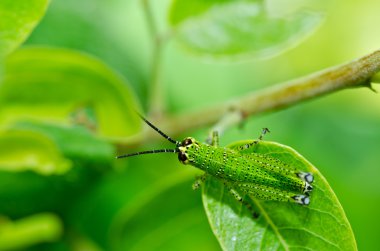 Grasshopper in green nature