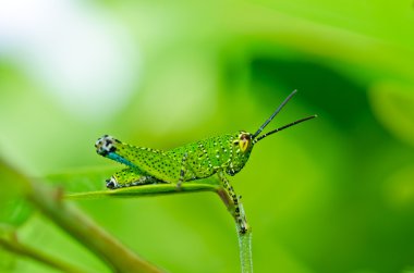 Grasshopper in green nature