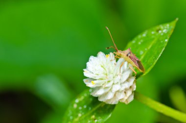 Hemiptera yeşil doğa