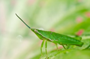 Grasshopper in green nature