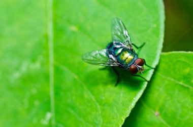 Yeşil doğada fly