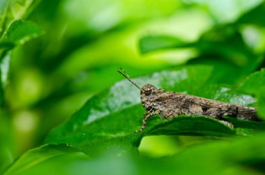 Grasshopper in green nature