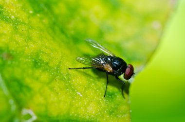 Yeşil doğada fly