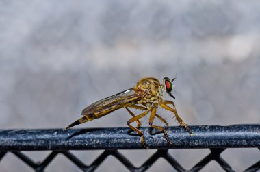 robberfly yeşil doğa