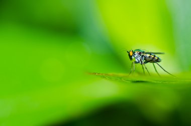 Yeşil doğada uzun bacaklı fly