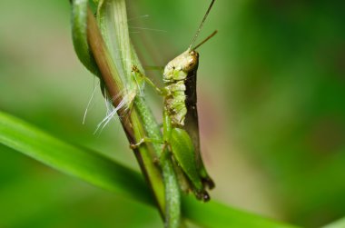 Grasshopper in green nature