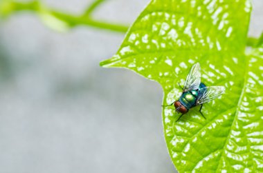 Yeşil doğada fly