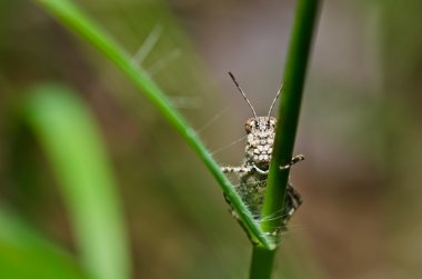 Grasshopper in green nature