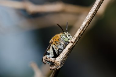 amegilla zonata yeşil doğa