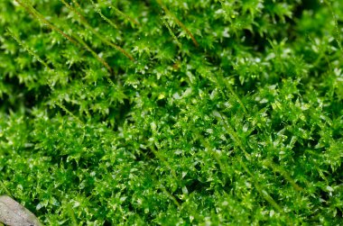 taze moss yeşil doğa