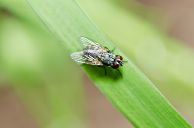 Yeşil doğada fly