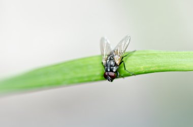 Yeşil doğada fly