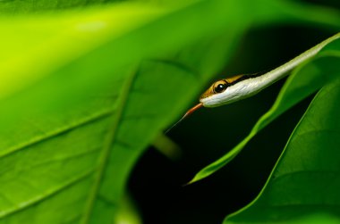 Yeşil doğada küçük yılan
