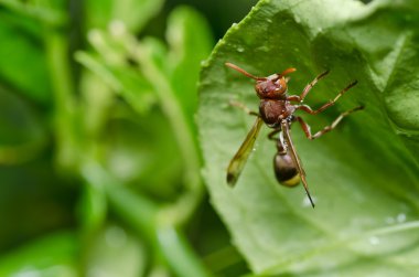 Wasp yeşil doğa veya Bahçe