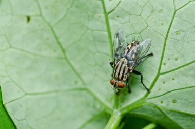 Yeşil doğada fly