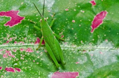 Grasshopper in green nature