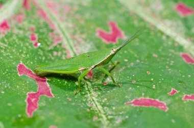 Grasshopper in green nature