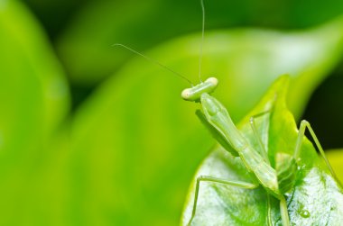 Mantis in green nature clipart